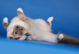 מהי האישיות של חתולי בורמזים? תכונות אישיות של חתולי בורמז