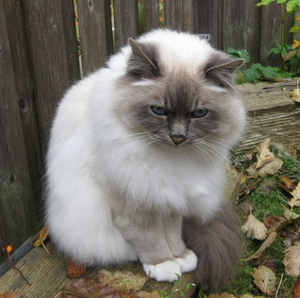 הנחיות לטיפוח חתולי בירמן