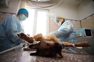 כיצד מתבצעים סירוס ועיקור של כלבים? תיאור ניתוח סירוס הכלב