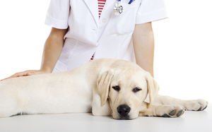 באיזה גיל צריך לעקר כלב? וטרינרים מייעצים לגבי הגיל הטוב ביותר לעיקור או סירוס כלבים.