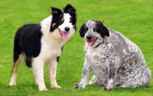 כיצד מתנהגים כלבים לאחר סירוס/עיקור? מאפייני התנהגות של כלבים בתקופה שלאחר הניתוח