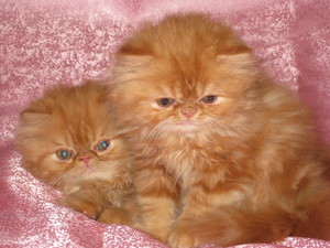 איך לטפל בחתול פרסי