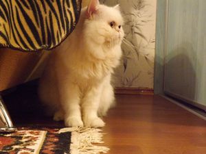 גידול חתול פרסי הרגלי חתול פרסי