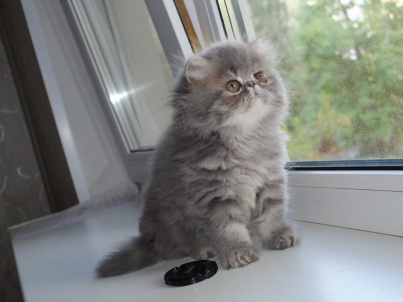 חתול פרסי מהי האישיות של חתול פרסי?