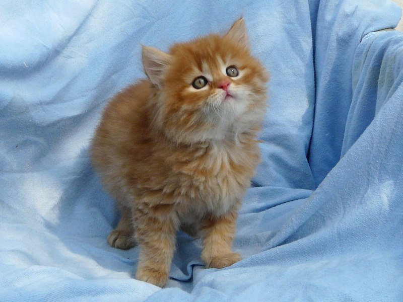 מראהו של חתול פרסי תזונת חתול פרסי