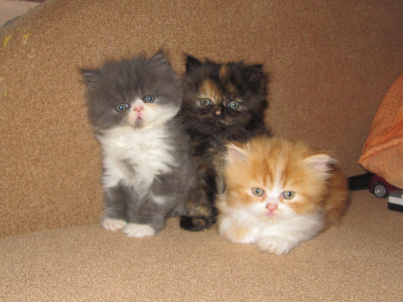 גורי חתולים פרסיים אפורים חתול פרסי