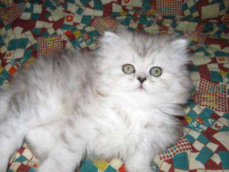 תיאור גזע החתול הפרסי מאפייני גזע