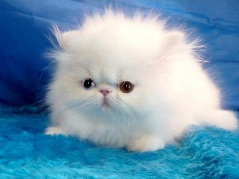 חתלתול פרסי לבן גורי חתולים פרסיים