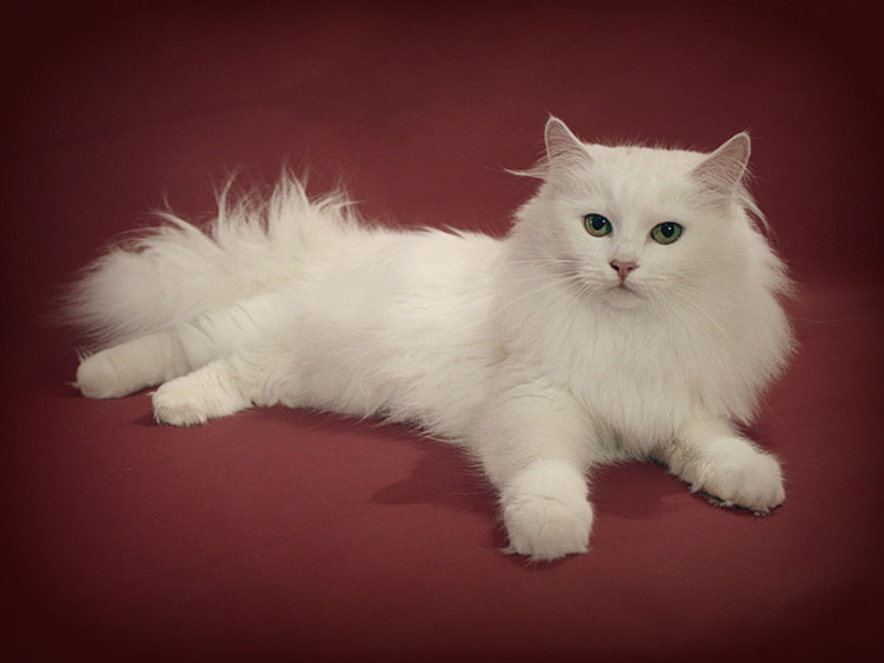 תזונה של גורי חתולים פרסיים אישיות החתול הפרסי