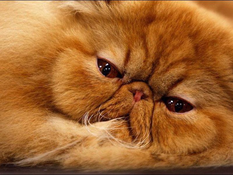 איך נראה חתול פרסי? מראהו של חתול פרסי