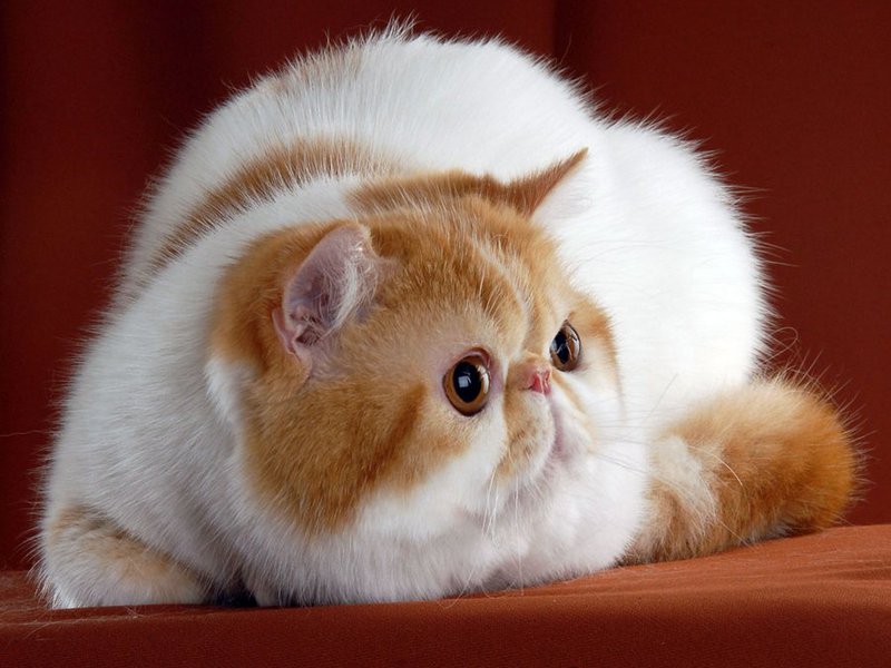 מראהו של חתלתול פרסי איך נראה חתול פרסי?