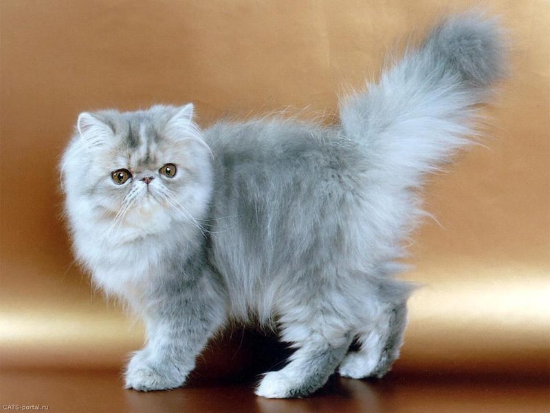 חתולים פרסיים מהם המאפיינים של החתול הפרסי?