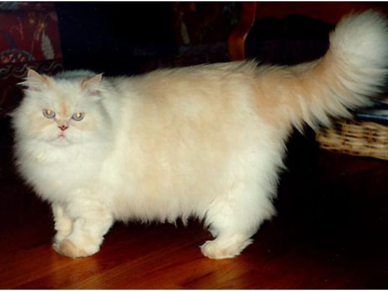 צמר חתול פרסי היסטוריה של מקור הגזע