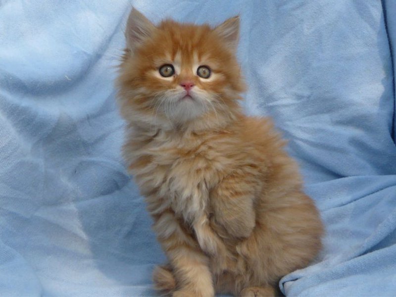 איך לטפל כראוי בחתולים פרסיים חתול פרסי