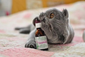 עצות וטרינרים לגבי האם ניתן לתת שורש ולריאן לחתולים