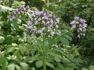 תיאור צמח הוולריאן הרפואי