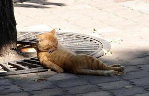 תסמינים של מנת יתר של ולריאן אצל חתולים