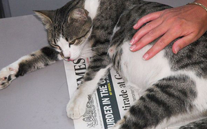 תקופות הריון של חתולות תקופות הריון של חתולות