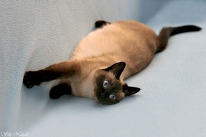 הזדווגות מוצלחת של חתול סימנים של הזדווגות מוצלחת