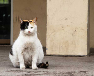 מאפייני תקופת ההריון אצל חתולים מוזרויות של הריון בגזעים מסוימים