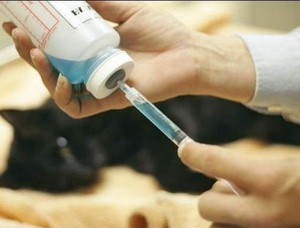 כיצד מורדמים חיית מחמד במרפאה וטרינרית הליך המתת חסד של חיות מחמד