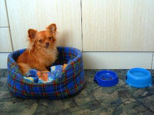 יתרונות הגזע חסרונות הגזע