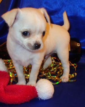 תיאור גזע הכלבים צ'יוואווה גזע כלבים צ'יוואווה