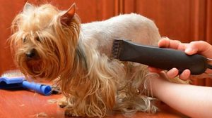 מכונת טיפוח מיוחדת