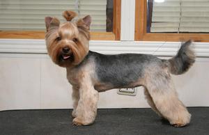 צמר איכותי דורש גזירה קבועה.