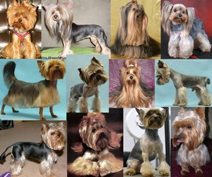 מגוון תספורות יורקשייר