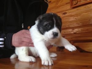 גידול כלב אלבאי מראה של גור אלאבאי