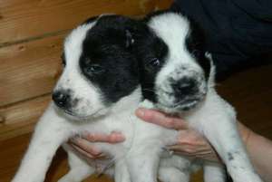 איך לבחור גור אלבאי גורי אליט