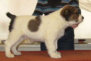 צבע גורי אלבאי