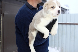 תיאור גזע הכלבים מאפייני גזע אלבאי