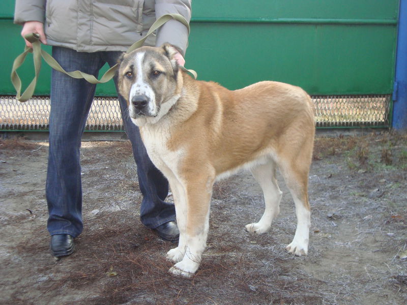 גורי אלבאי כללים לטיפול בגורי אלבאי