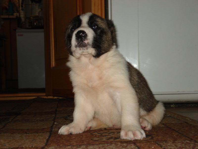 איך לטפל בגור אלבאי הדיאטה של אלבאי