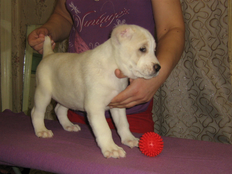 תיאור גזע הכלבים כמה עולים גורי אלבאי?