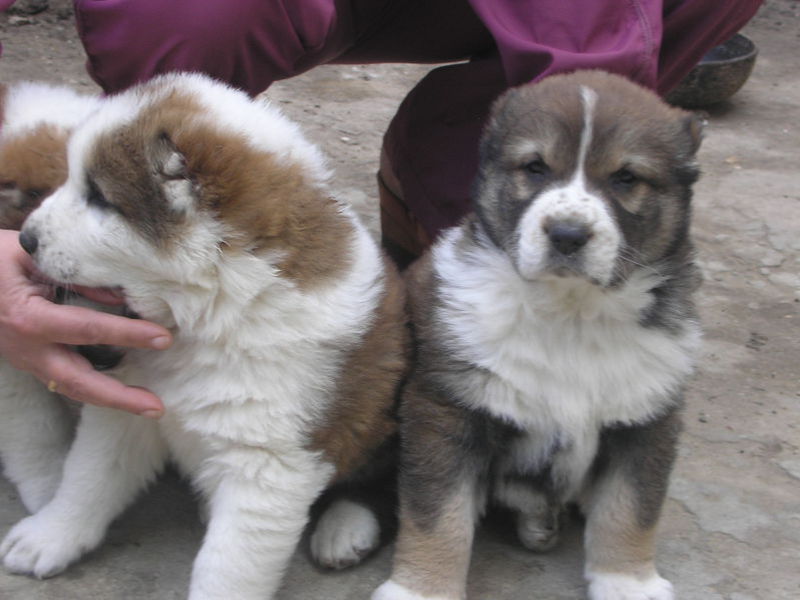 גורי אלבאי מראה הכלב אלבאי