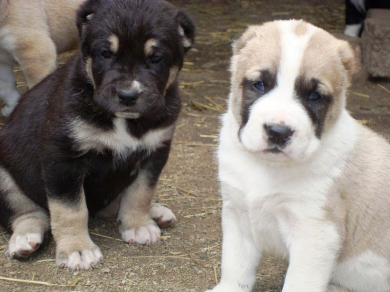 גורי אלבאי תיאור גזע אלבאי