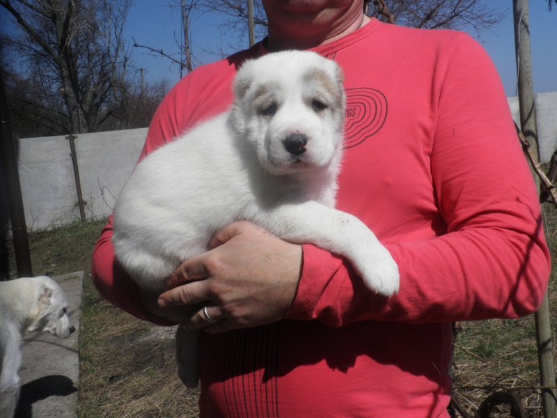מחיר של גור אלבאי צבע גורי אלבאי