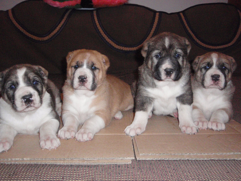 גורי אלבאי מהם ההרגלים של כלב אלבאי?