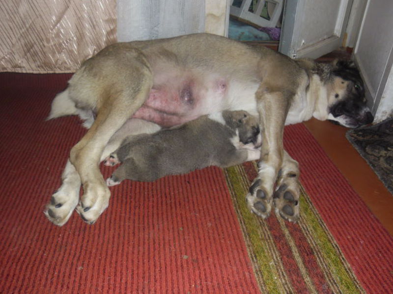 אלבאי שזה עתה נולד אופיו של כלב אלבאי