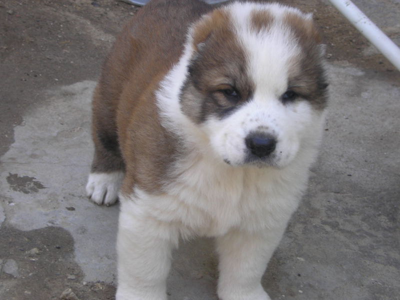 גורי אלבאי איך לטפל באלבאי