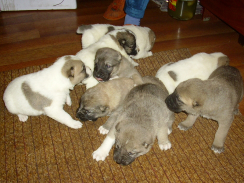 גידול גורי אלבאי במה אתם מאכילים גורי אלבאי?