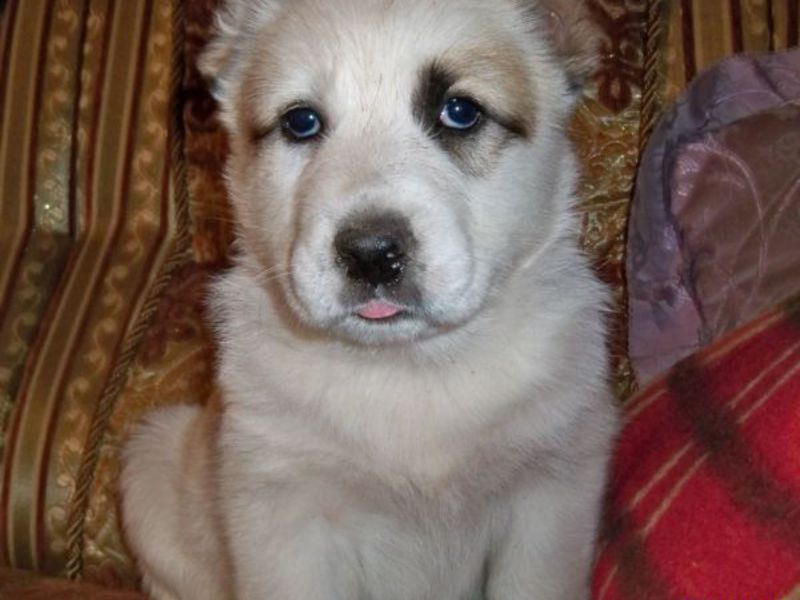 כיצד לטפל כראוי בכלבי אלבאי גורי אלבאי