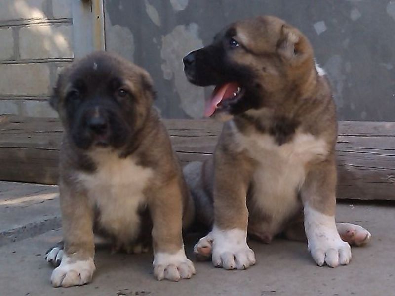 גורי אלבאי איך נראה כלב אלבאי?