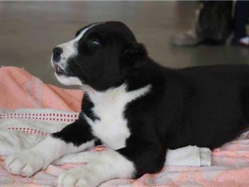 איך לטפל בגור אלבאי גורי אלבאי