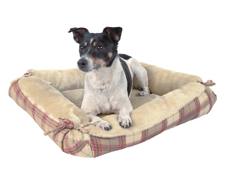 אילו סוגי מיטות כלבים קיימות? סוגי צורות של מיטות כלבים