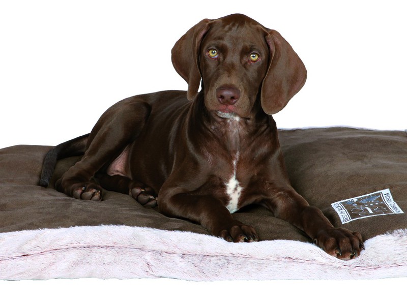 במה מיטות כלבים שונות מבחינת קשיחות? הבדלים במיטות כלבים בהתאם לרמת הקשיחות