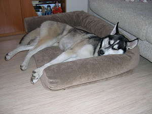 מה לקחת בחשבון כשבוחרים את סוג מיטת הכלב בחירת צורת המיטה בהתאם למאפייני הכלב